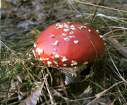 Pilz